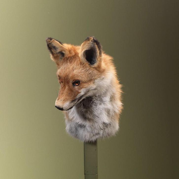 Vos Taxidermie Opgezette Dieren By Max, Verzamelen, Dierenverzamelingen, Opgezet dier, Nieuw, Wild dier, Ophalen of Verzenden