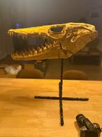 Zeereptiel - Fossiele schedel - Mosasaurus original - 60 cm