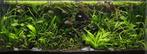 Jungle Aquascape plantenmix voor 120 cm aquarium, Verzenden, Nieuw