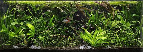 Jungle Aquascape plantenmix voor 120 cm aquarium, Animaux & Accessoires, Poissons | Aquariums & Accessoires, Envoi