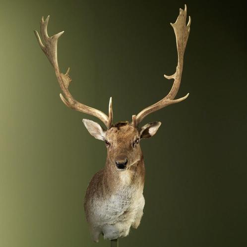 Damhert Taxidermie Opgezette Dieren By Max, Verzamelen, Dierenverzamelingen, Opgezet dier, Nieuw, Wild dier, Ophalen of Verzenden