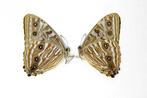 Set van 4 zeldzame Portis Morpho-vlinders, A1 ongeaarde, Nieuw