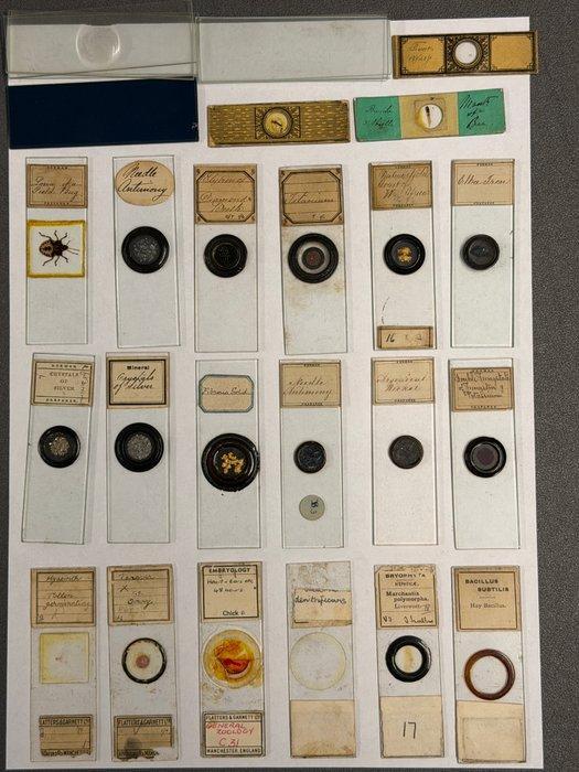 Microscope slide - 1850-1900, Verzamelen, Foto-apparatuur en Filmapparatuur