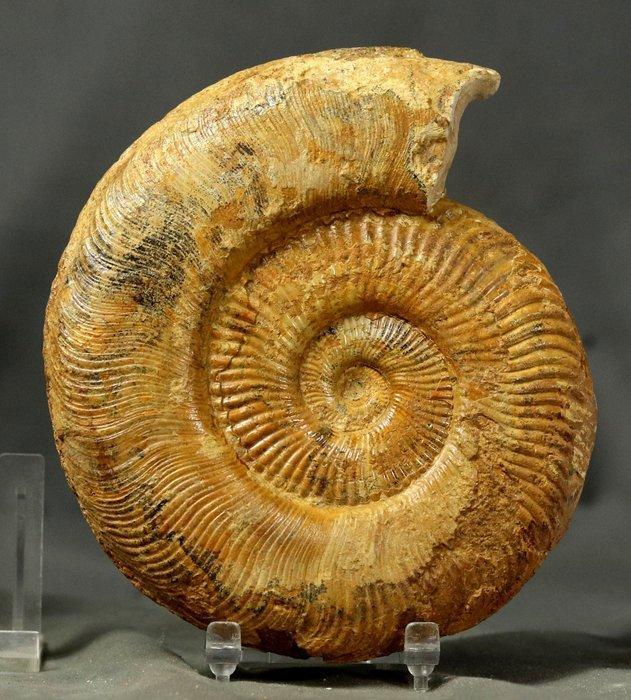 Een grote - Prachtige ammoniet met goed bewaarde schelp - -, Collections, Minéraux & Fossiles