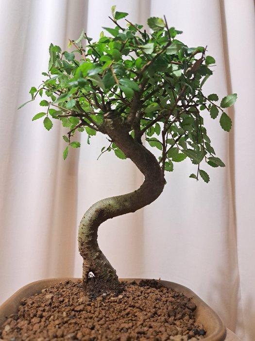 Chinese iep bonsai (Ulmus parviflora) - Hoogte (boom): 25 cm, Antiek en Kunst, Curiosa en Brocante