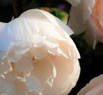 Diane Pfister - Crown Estate Collection No. 1962-E - XL, Antiek en Kunst