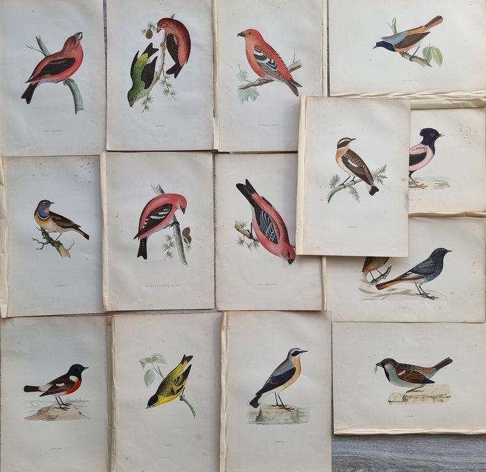 Francis Orpen Morris / Benjamin Fawcett - Lot of 28 plates, Antiquités & Art, Antiquités | Livres & Manuscrits