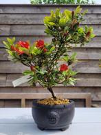 Azalea bonsai (Rhododendron) - Hoogte (boom): 28 cm - Diepte