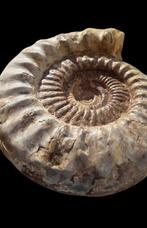 Grote ammoniet - Gefossiliseerde schelp - Perisphinctid, Verzamelen, Mineralen en Fossielen