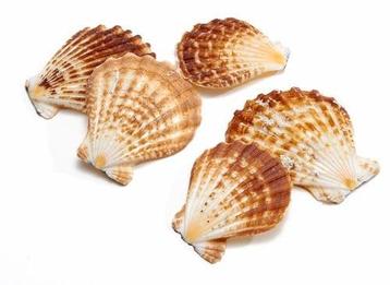 Pecten Radula Jacobsschelp 550 gram beschikbaar voor biedingen