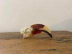 Calao de Der Decken Vogelschedel - Tockus deckeni - 3 cm - 3, Verzamelen, Dierenverzamelingen, Nieuw