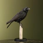 Kraai Taxidermie Opgezette Dieren By Max, Verzamelen, Dierenverzamelingen, Ophalen of Verzenden, Nieuw, Vogel, Opgezet dier