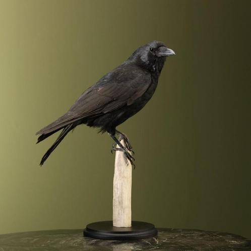 Kraai Taxidermie Opgezette Dieren By Max, Verzamelen, Dierenverzamelingen, Opgezet dier, Nieuw, Vogel, Ophalen of Verzenden