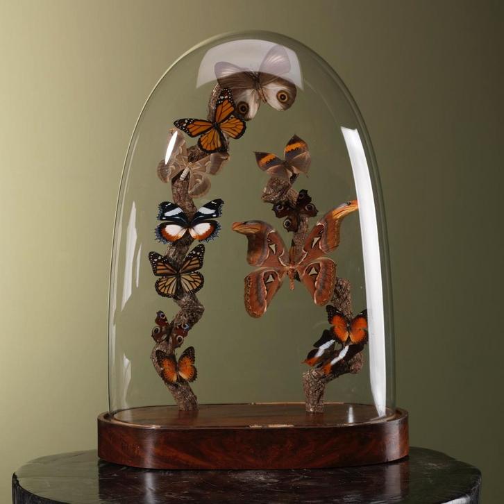 Vlinders in Stolp Taxidermie Opgezette Dieren By Max, Collections, Collections Animaux, Enlèvement ou Envoi