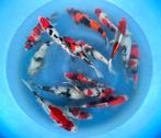 Hirasawa Marusei 28-35cm (Japanse Koi), Tuin en Terras, Vijvers, Ophalen of Verzenden, Nieuw