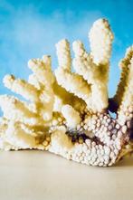 Witte koraal Koraal - Corail Acropora, Verzamelen, Nieuw