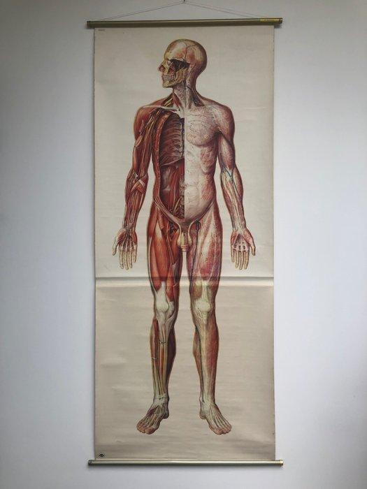 attribuut Intentie Nadeel ② Deutsches Hygiene Museum - Dresden - Schoolplaat Anatomie — Antiek |  Wandborden en Tegels — 2dehands