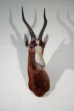 Blesbok Taxidermie wandmontage - Damaliscus pygargus, Nieuw
