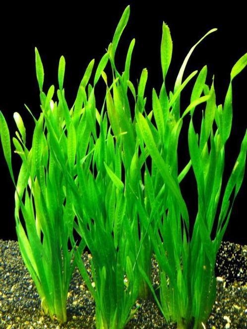 Vallisneria spiralis Torta, Animaux & Accessoires, Poissons | Aquariums & Accessoires, Envoi