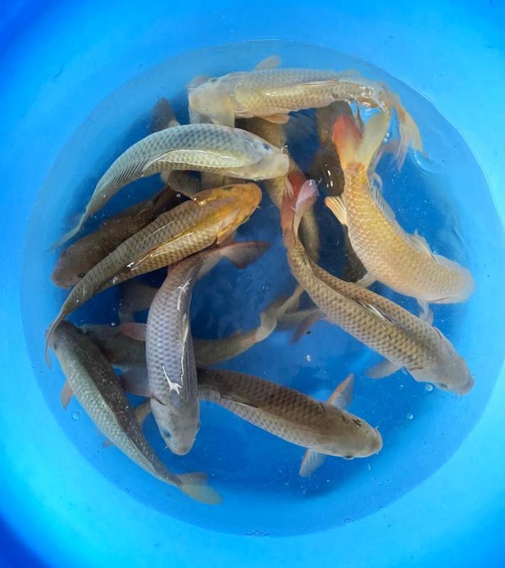 Hirasawa Marusei 28-35cm (Japanse Koi), Jardin & Terrasse, Étangs, Enlèvement ou Envoi