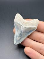Megalodon - Fossiele tand - Carcharias Megalodon - 5.9 cm -, Verzamelen