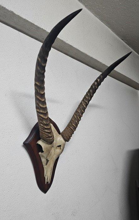 kobo Taxidermie wandmontage - Kobus kob - 81 cm - 43 cm - 12, Antiquités & Art, Curiosités & Brocante
