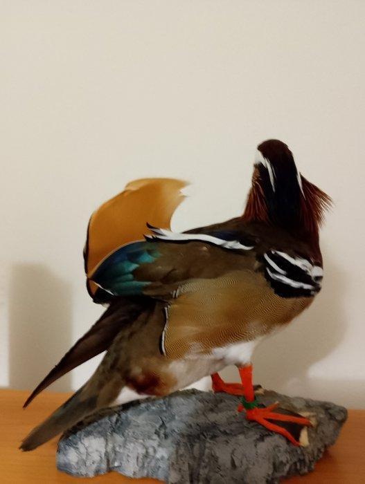 Mandarijneend Taxidermie volledige montage - Aix, Verzamelen, Dierenverzamelingen
