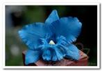 Blauwe orchidee zijdebloem kunstbloem, kunstorchidee, Maison & Meubles