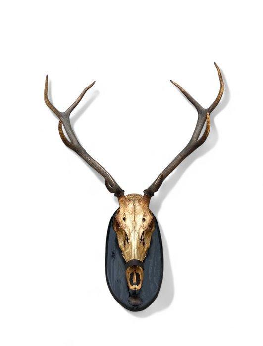 Edelhert Schedel met gewei - Cervus Elaphus - 90 cm - 73 cm, Antiek en Kunst, Curiosa en Brocante