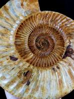 Ammoniet - Gefossiliseerd dier - Dichotomosphinctes