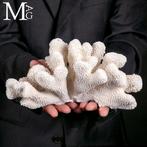 Koraalvertakking - Wit koraal - Acropora florida -