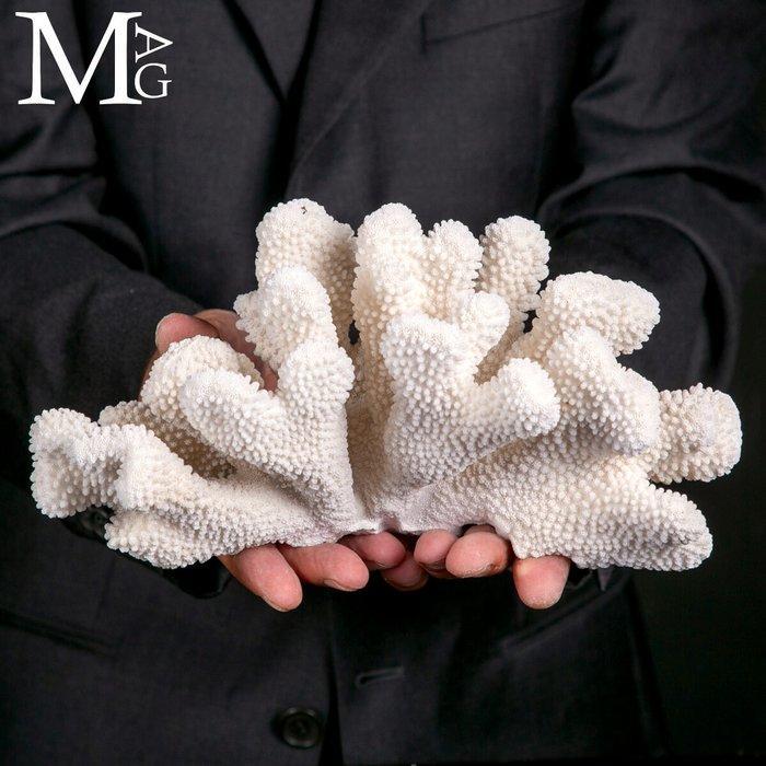 Koraalvertakking - Wit koraal - Acropora florida -, Collections, Minéraux & Fossiles