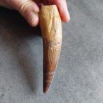 Dinosaurus - Fossiele tand - Sehr großer Spinosaurus, Verzamelen