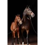 Halster topline - black - veulen - kerbl, Animaux & Accessoires, Chevaux & Poneys | Autres trucs de cheval