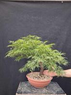 Japanese maple bonsai (Acer palmatum) - Hauteur (arbre) : 55