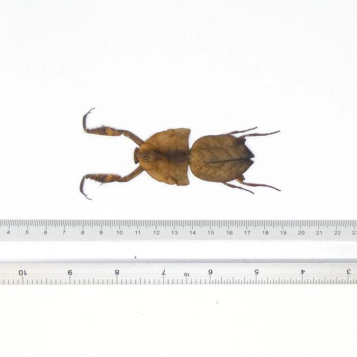 Set van 3 dode blad mantids, A1 exemplaren Taxidermie, Antiek en Kunst, Curiosa en Brocante