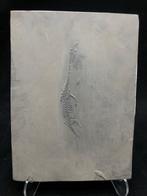 Fossiel - Fossiele matrix - Keichousaurus sp. - 21.5 cm -