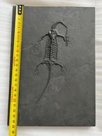 Zeereptiel - Gefossiliseerd dier - Fossil de Keichousaurus -