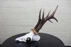 jachttroffee reebok Crâne - capreolus capreolus - 0 cm - 0, Verzamelen, Dierenverzamelingen, Nieuw