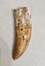 Dent de Carcharodontosaurus de qualité premium - Dent