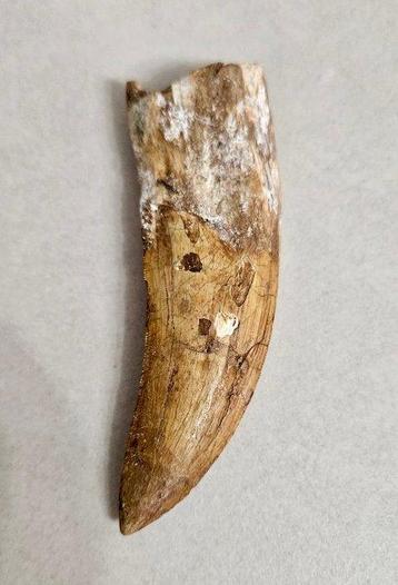 Dent de Carcharodontosaurus de qualité premium - Dent