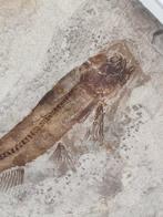 Vis - Fossiel skelet - Lycoptera (Zonder minimumprijs)