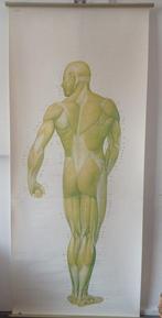 Carte scolaire - Antique human body wallchart The Muscles. -