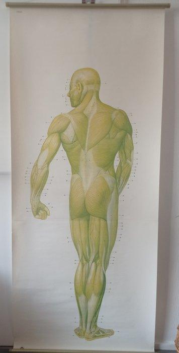 Carte scolaire - Antique human body wallchart The Muscles. -, Antiquités & Art, Curiosités & Brocante