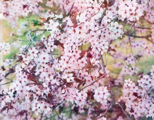 Viet Ha Tran - Romantic Sakura III, Antiek en Kunst, Kunst | Schilderijen | Modern