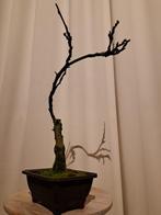 Wisteria bonsai - Hoogte (boom): 40 cm - Diepte (boom): 25, Antiek en Kunst