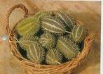 Cucumis Zeyherii sierkomkommertjes zaden, Nieuw