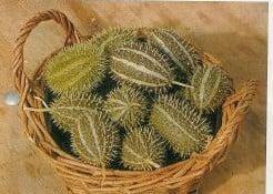 Cucumis Zeyherii sierkomkommertjes zaden, Hobby en Vrije tijd, Knutselen, Nieuw