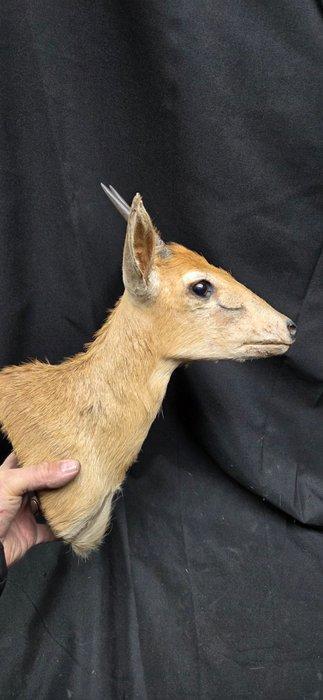 Bush duiker - schoudermontage Taxidermie volledige montage -, Verzamelen, Dierenverzamelingen
