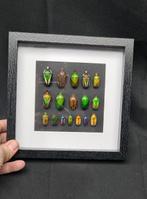 Extraordinary collection of worlds beetles -Cétonidae sp -, Nieuw